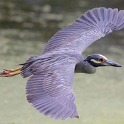 Adult. Note: boldly marked head and plain gray back.