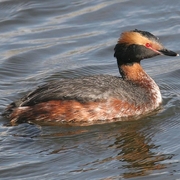 Adult breeding Adult breeding