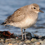 Bird of the week image