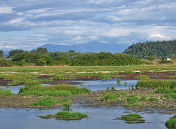 Birding Site of the week image