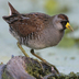 Breeding adult. Note: dark face, gray breast, and yellow bill.